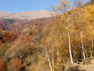 Fototapeta premium Woods and mountains