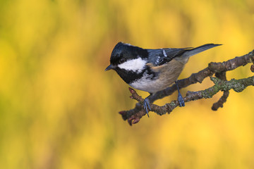 Tannenmeise schaut von Ast herunter
