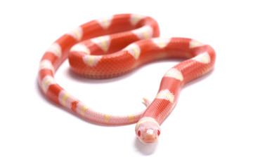 Obraz premium Nelson's milksnake,Lampropeltis triangulum nelsoni,albino