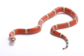 Obraz premium Honduran milk snake,Lampropeltis triangulum hondurensis, hypomelanistic