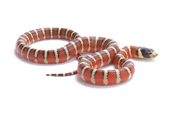 Naklejka premium Arizona Mountain Kingsnake,.Lampropeltis pyromelana pyromelana, United States