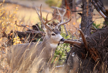 Mule Deer Buck.