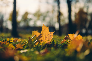Желтые листья клена лежат на траве в ярком солнечном свете в ясный осенний день в октябре
