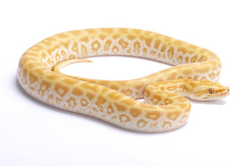 Fototapeta premium Burmese python,Python bivittatus,labyrint albino