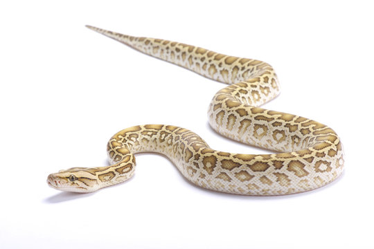 Burmese python,Python bivittatus,hypomelanistic