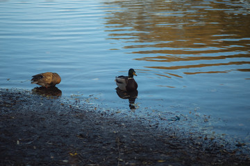 Дикие утки на пруду в городском парке в солнечный день в октябре