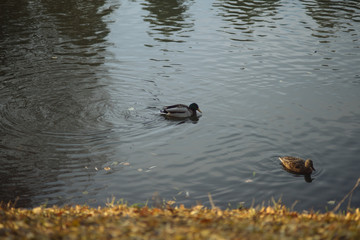 Дикие утки на пруду в городском парке в солнечный день в октябре