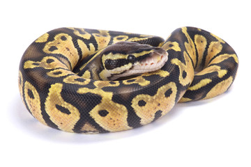 Ball python,Python regius,