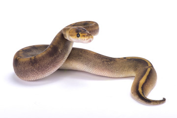 Ball python,Python regius,