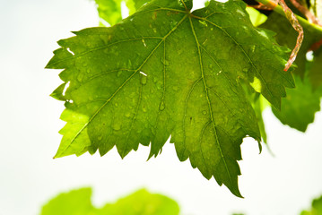 Fresh Green grapes