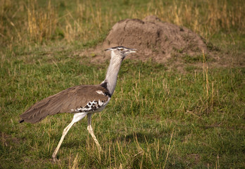 Large Kori bustard walking on grass in Kenya's Masai Mara