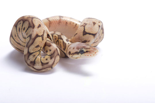 Ball python,Python regius,