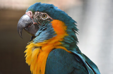 Ara canindé, portrait de profil © Loulou & Lily