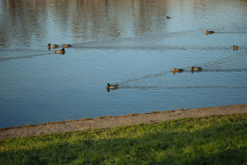 Дикие утки на пруду в городском парке в солнечный день в октябре