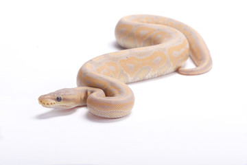Ball python,Python regius, pastel