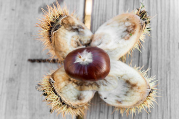 Autumn chestnuts detail