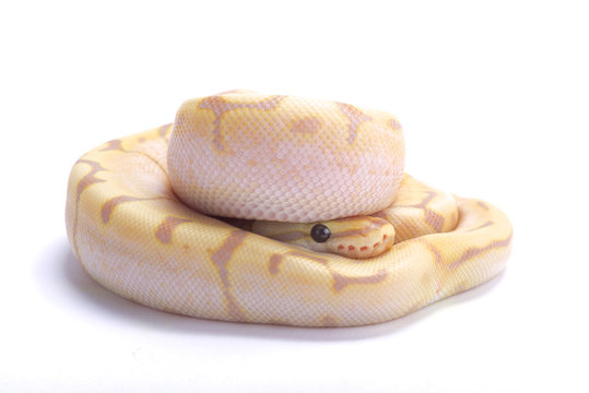 Ball python,Python regius,