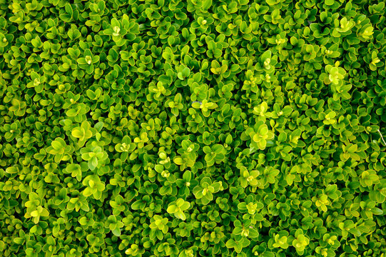 Gesunder Buchsbaum, q.