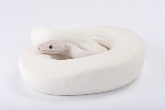 Ball python,Python regius, leucistic