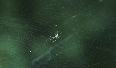 cobweb