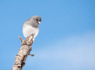 Dark-eyed Junco sitting on a limb in winter sun against clear blue sky