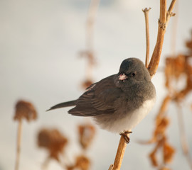 Dark-Eyed Junco perched on a dry flower stalk against snowy background