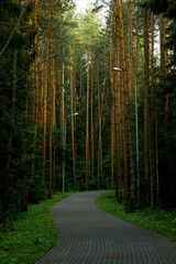 Пешеходная дорожка через лес