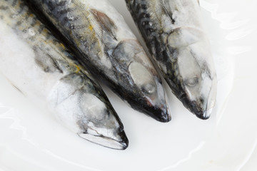 Frosen atlantic mackerel on white