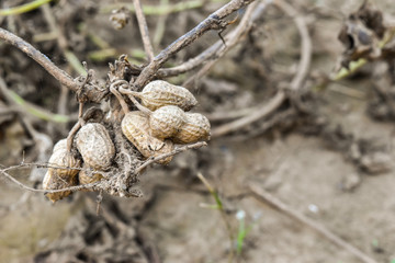peanut