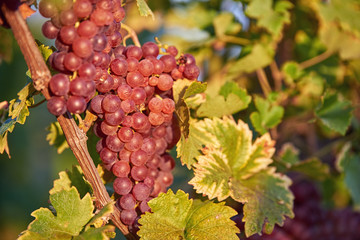 Fototapeta premium Sun setting on Red grapes Vineyards at sunset in autumn harvest. Ripe grapes in fall.