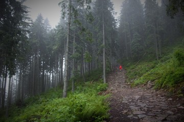 Polana Chochołowska - na szlaku