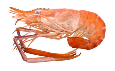 Shrimp white background