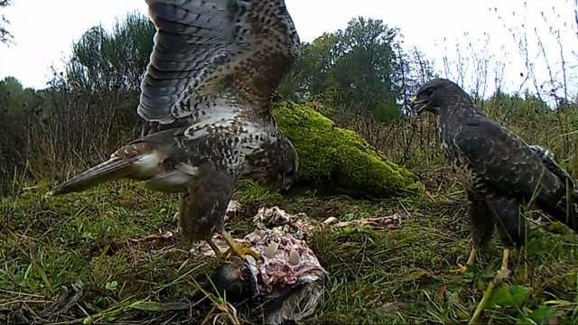 M&auml;usebussard fri&szlig;t am Aas