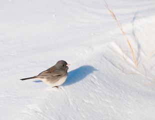 Tiny Dark-Eyed Junco sitting on a snow drift on a bitterly cold winter day