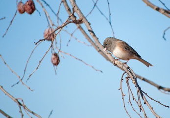 Dark-eyed Junco, Junco hyemalis, perched in a Persimmon tree against clear blue sky