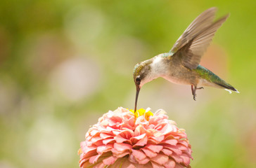 Juvenile male Hummingbird hovering, feeding on a pink flower © pimmimemom