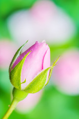 Pink Rose on Natural Green Background