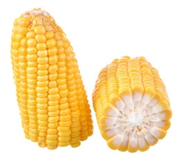Corn white background