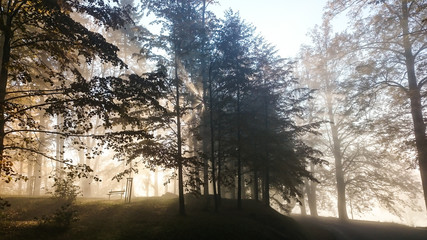 Sunrise in foliage forest