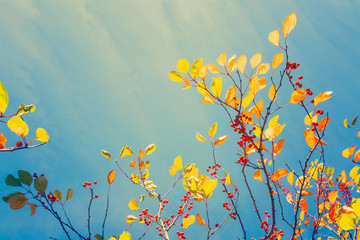 Fototapeta na wymiar Colorful fall tree leafs against sky, vintage background 