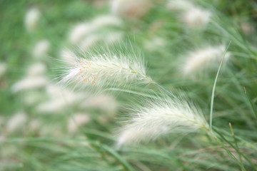 Obraz premium Green grass soft focus macro photo, beautiful nature background.