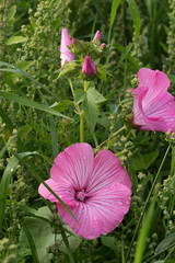 Pinke Acker-Winden Blüten und Knospen - Pink field bindweed flowers and buds