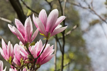 branch with pink magnolia flowers closeup