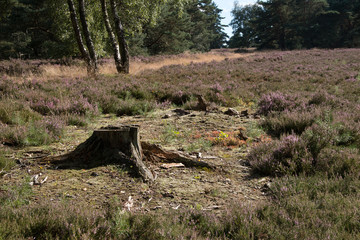 Alter Baumstumpf zwischen Besenheide in der Fischbecker Heide - Old tree stump between heather in der Fischbecker heathland