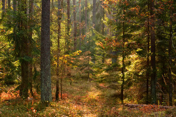 Obraz premium Autumn forest