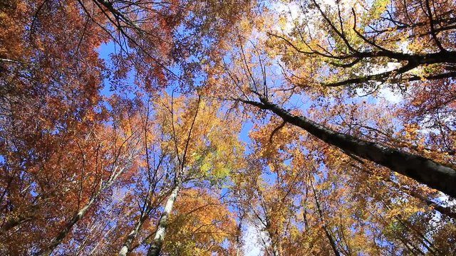 Parco nazionale delle Foreste Casentinesi, Monte Falterona e Campigna