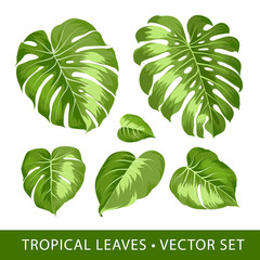Tropical leaves set. Palm tree isolated on white background. Set of tropical elements. Collection of palm leaves on a white background. Vector illustration bundle.