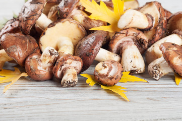  Forest mushrooms and leaves.