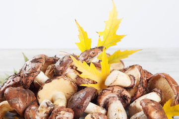  Forest mushrooms and leaves.