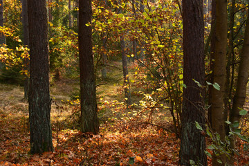 Autumn forest